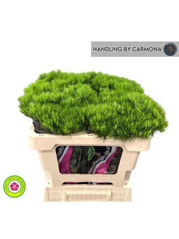 DI BARB KIWI MELLOW 50CM