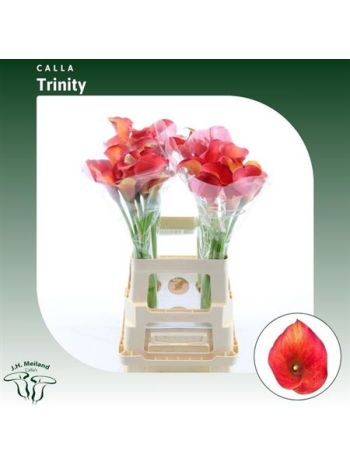 ZANT CAPT TRINITY 65CM