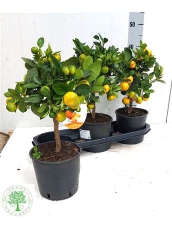 CITR KUMQUAT TÖRZSES