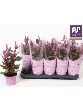 ZZ CELOSIA MERIDA PINK