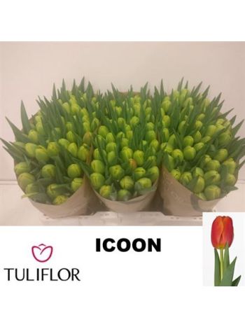 TU DU ICOON