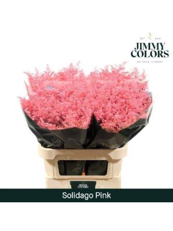 SOLI OV KLB H% - PINK