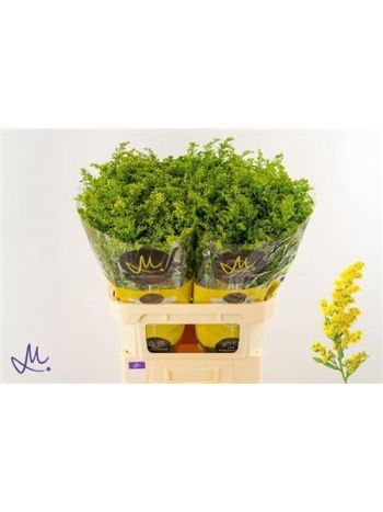 SOLI CARZAN GLORY 80CM