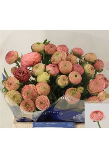 RAN AAZUR ANTIQ ROSE