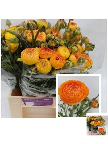 RAN AAZUR ORANGE STR