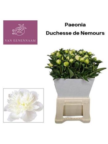 PAEO L DUCHES D NEMO