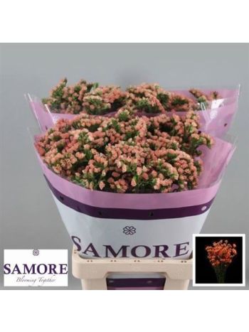 LIM S ROYAL ORANGE 60CM