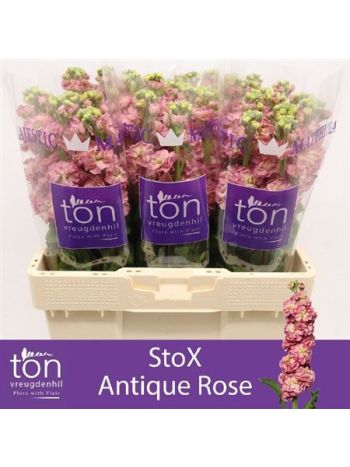 MATTH STOX ANTIQ ROS