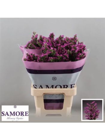 LIM S ROSA SUN BIRDS 60CM