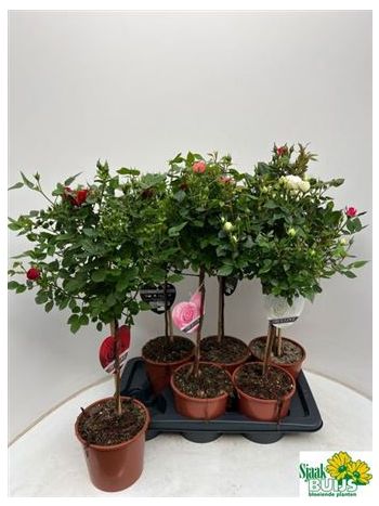 ROSA MIX T&Ouml;RZSES