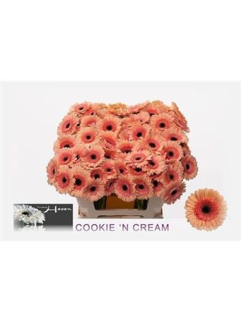 GE MI COOKIE N CREAM