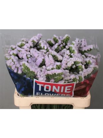 LIM S TESSA LAVENDER 60CM