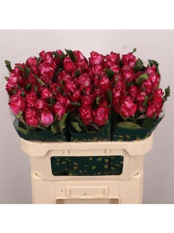 R GR DEEP PURPLE 70CM