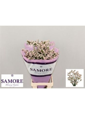 LIM S APRI SUN BIRDS 80CM