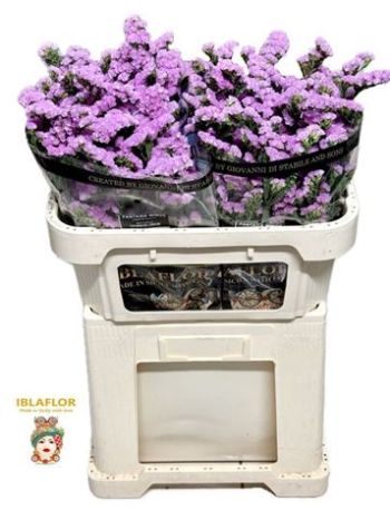 LIM S FANTASIA WINGS 70CM