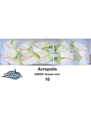 ANTH A ACROPOLIS *10