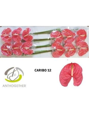 ANTH A CARIBO *12