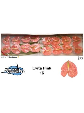 ANTH A EVITA PINK *16