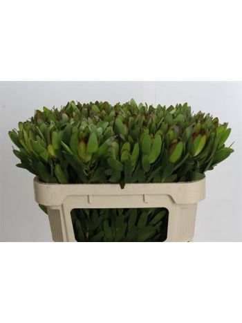 LEUCAD SAF GOLDSTRIK *80