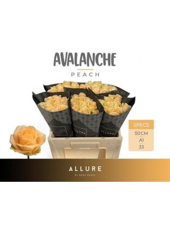 R GR5 AVALANCHE PEACH