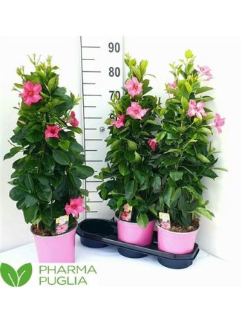 MANDE CORA PINK PYRAMID AKCIO