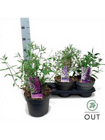 BUDD DAVIDII AKCIO