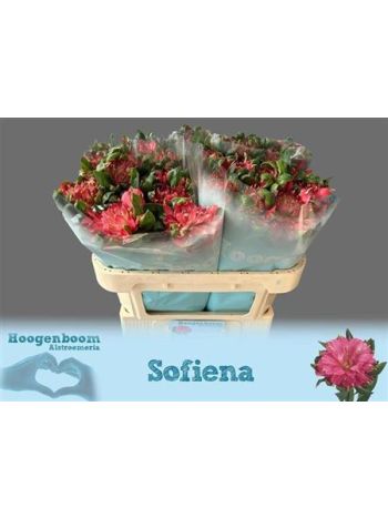 ALSTR  SOFIENA