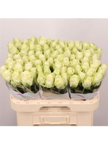 R GR ATHENA 60CM
