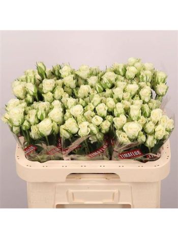 R TR SNOWFLAKE 60CM