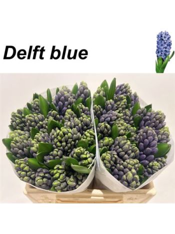 HYAC DELFT BLUE