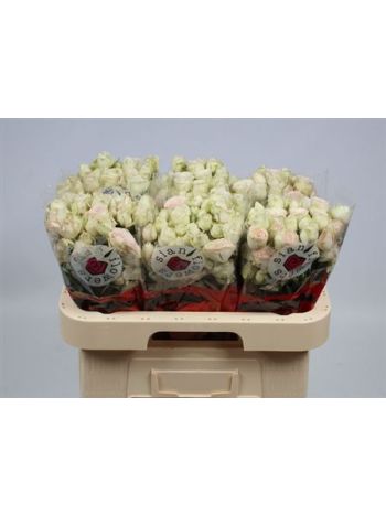 R TR SWEET BLOSSOMS 60CM