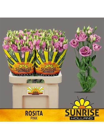 EUS G ROSI ROSE PINK