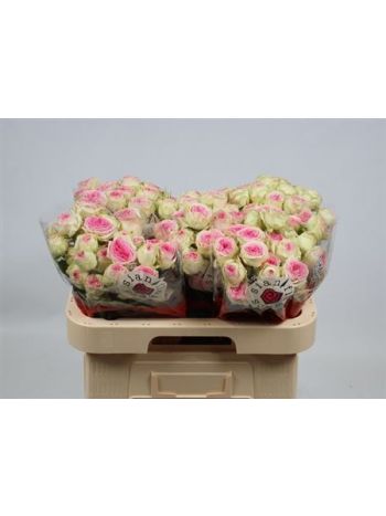R TR GELATO 60CM