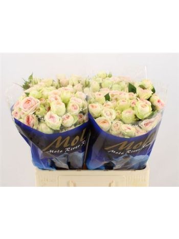 R TR RLM ING KRISTI 60CM
