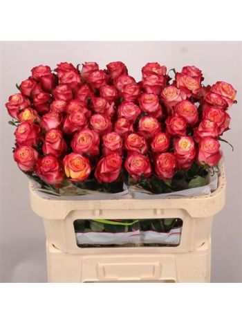 R GR MAI TAI 70CM
