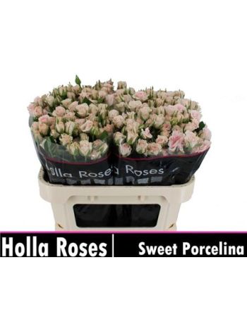 R TR SWEET PORCELINA 70CM