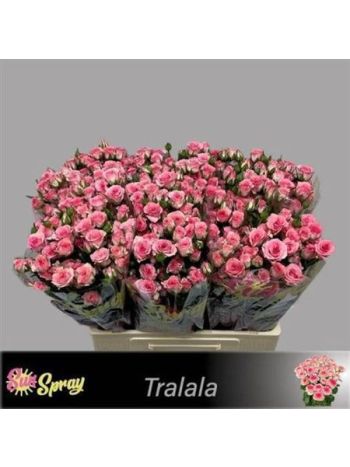 R TR TRALALA 60CM