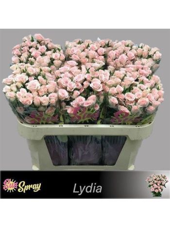 R TR LYDIA 70CM