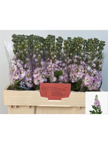 MATTH FIGARO L ROSE