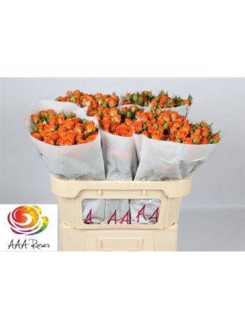 R TR PICANTO 70CM