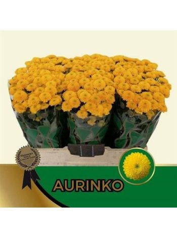 CHR SAN AURINKO