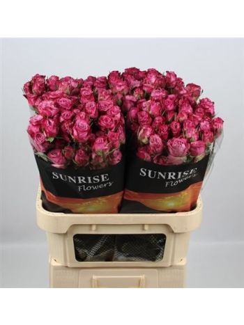 R TR PURPLE QUEEN 80CM
