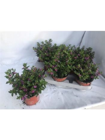 CUPH HYSSOPIFOLIA