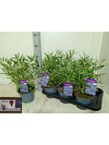 CARYO CL HEAVEN BLUE AKCIO