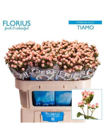 HYP COCO TIAMO 70CM