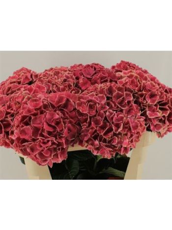 HYDR M MAG RUBY GLOW 60CM