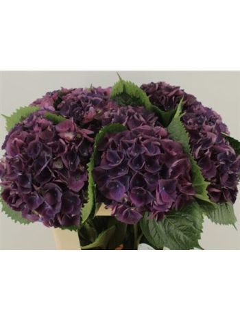 HYDR M ROYAL KING 60CM