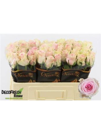 R GR5 DUCHESSE