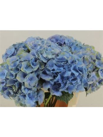 HYDR M ROY PALACE 60CM