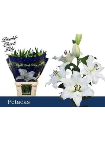 LI OT PETACAS